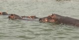 IMG_1125 Hippos